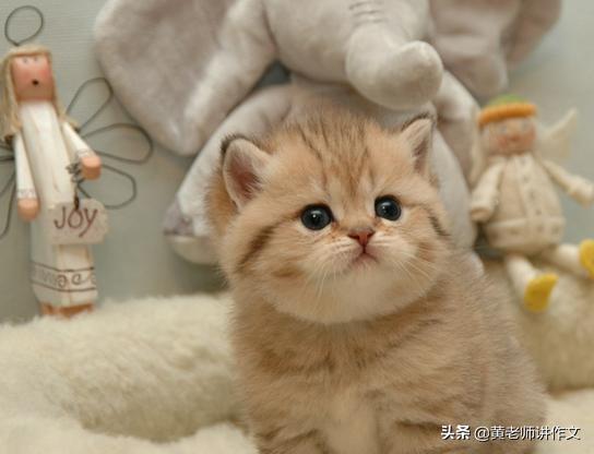 为什么郭麒麟没有拜师郭德纲？