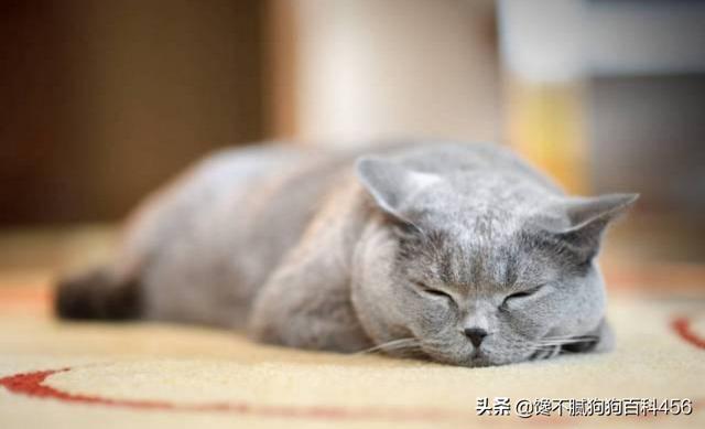 素力高海藻粉对猫咪的作用:英国短毛猫吃什么牌子的猫粮比较好呢？