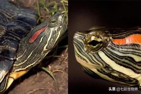 世界上最吓人的乌龟用英语怎么说:世界上最大的乌龟之一英语怎么说 世界上最丑陋的东西是什么？