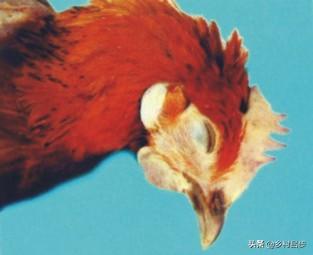鸡蛔虫病什么症状:三个月的鸡还用驱虫球吗？