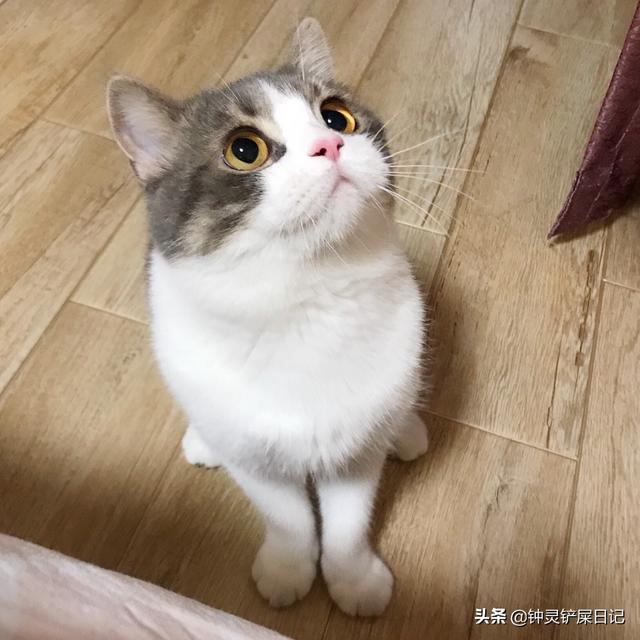 ramical金枪鱼猫粮价格:你家猫粮是多少钱一斤的？