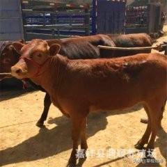 西安天竺鼠价格:天竺鼠的价钱 投资十万在农村搞养殖，养殖什么前景好，能赚钱？