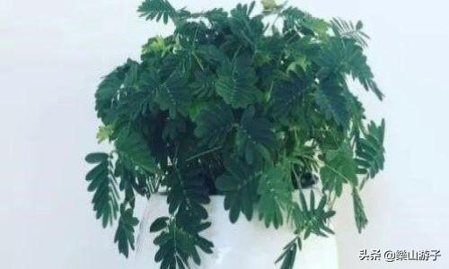 花叶万年青 有毒:什么植物晚上不能放卧室？绿萝可以放吗？