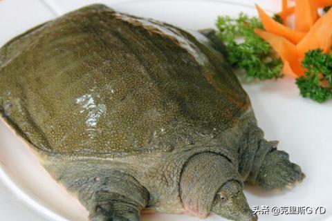 亚洲鳖能吃吗:甲鱼哪些部分不能吃?要去掉哪些部分?怎么杀甲鱼？