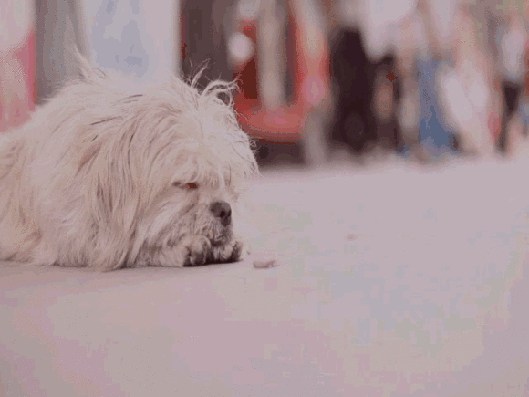 580_435gif 动态图 动图