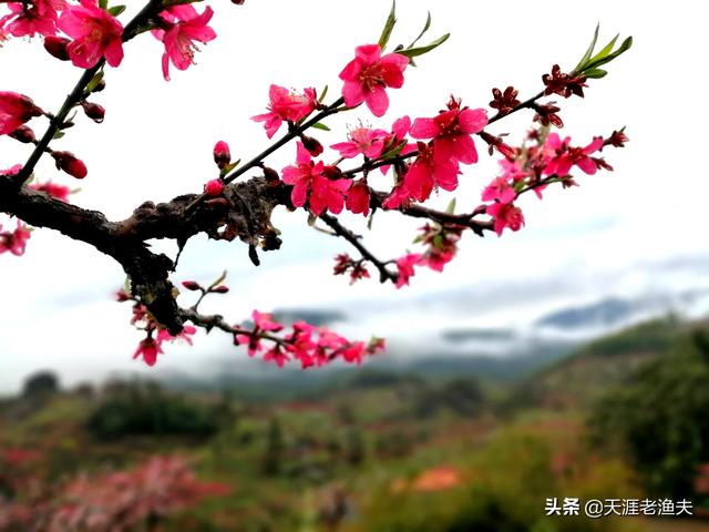 奶茶进入30元时代,你还会喝吗？