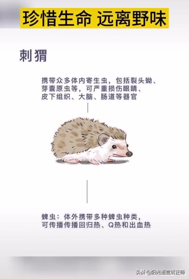 动物学会:有没有可能某些智商较高的动物能够学会人类语言呢？