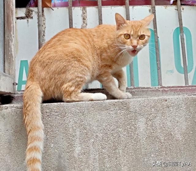 玩具存钱箱愤怒的猫咪:能看看你们家猫猫生气的照片吗？