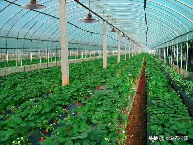 双色草莓:双色草莓鱼会攻击小丑鱼吗 有什么耐晒可以挂着的植物？