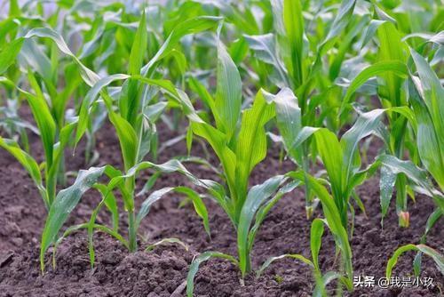 祖坟发十万人丁,为什么很多人晚上不敢去坟地？