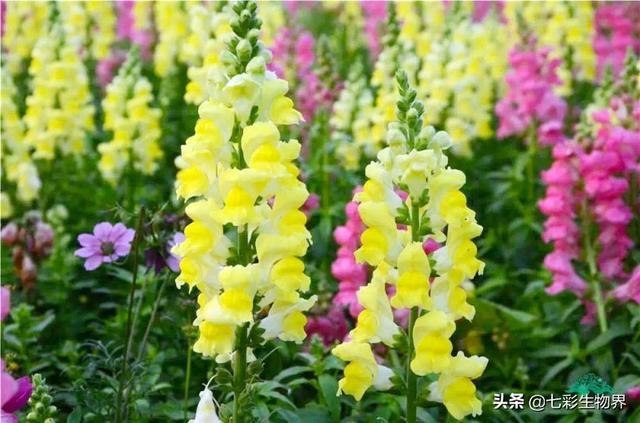 盆景植物金鱼草怎么养:金鱼花怎么不长不开花怎么办？
