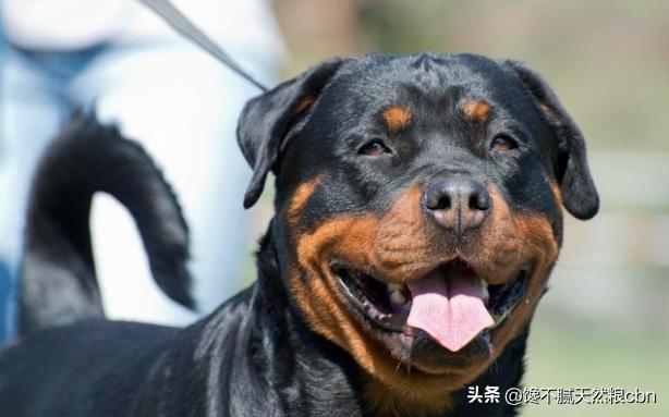 美国猎狐犬的品种简介:美国猎狐犬叫什么名字 寻回猎犬都有哪些，它们的前身是干什么的？