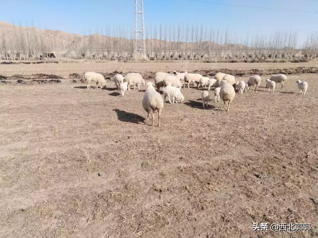 反刍动物用阴离子盐:豆秸秆能粉碎喂羊吗？需要注意什么？