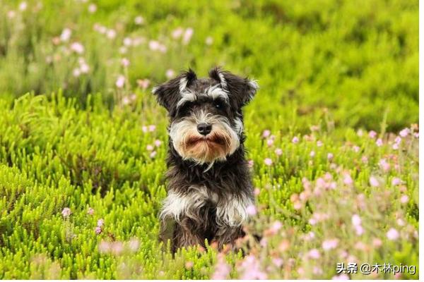 贵宾犬好养吗:养一只巨贵犬是什么体验？