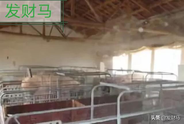 意大利花斑灵蹄犬:为何非洲猪瘟如此难对付？