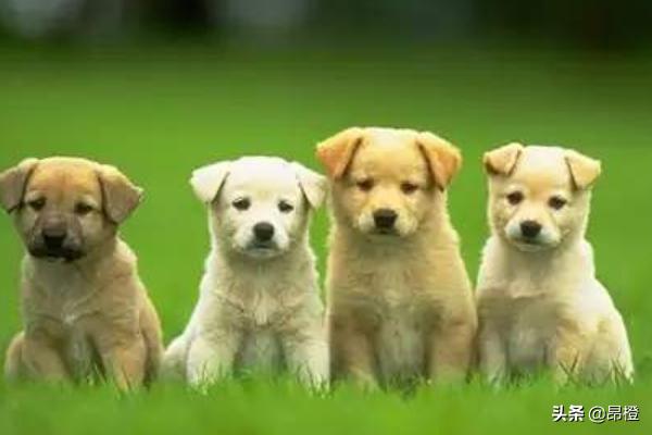 京巴犬取名大全:给巴哥狗狗取个好听可爱的名字？