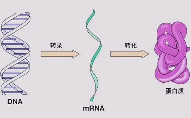 蓝环章鱼网上当宠物卖:为什么越来越多的科学家认为章鱼可能不是地球的生物？