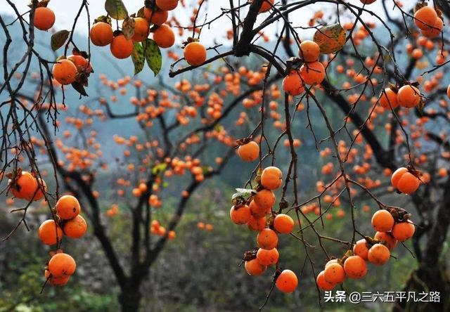 1个柿子10副药是啥意思，农村俗语“一个柿子十副药“，有道理吗，柿子真的当药用