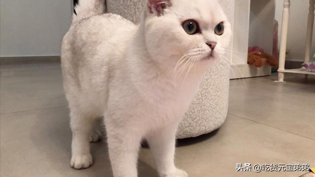 宠物志愿硬盘版下载:宠物的情感回报真的远大于你的付出吗？