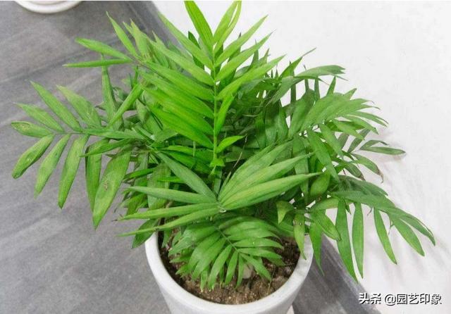 适合夏天的网名:适合夏天室内养的花你能推荐几种吗