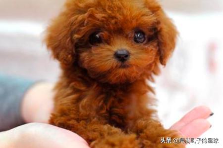 小茶杯犬视频:为什么有人说养狗不要养茶杯犬？