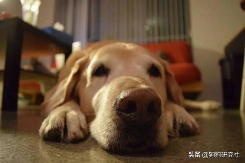 国美狗图:男朋友手机背景图放个狗是什么意思呢？ 国美狗图片