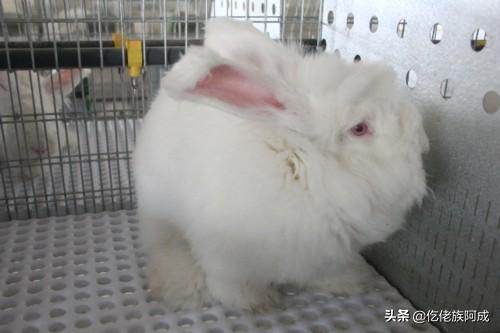 巨型安哥拉兔:兔毛产业前景如何？什么品种产毛多？兔子价格多少钱？