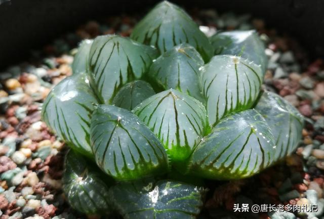 姬玉露和草玉露的区别:玉露叶子上有白色的东西怎么回事？