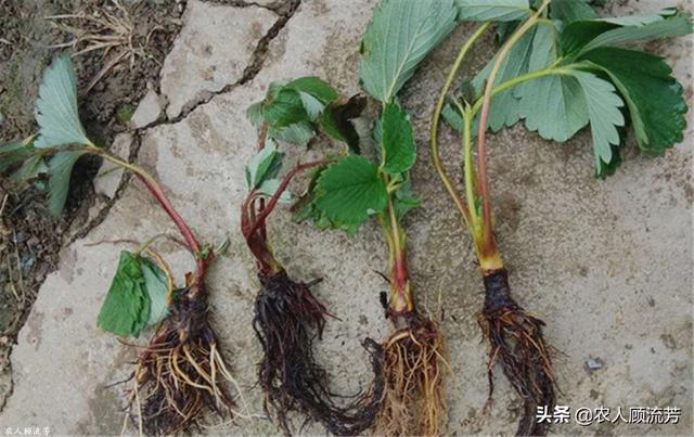 双色草莓和紫草莓混养:双色草莓可以和什么鱼混养 草莓重茬种植常死苗，怎么办啊，有哪些防止方法？