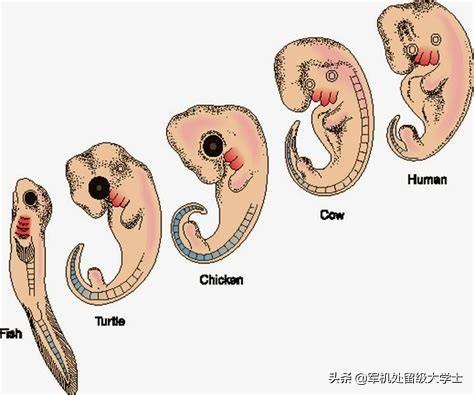 尾巴的作用:有哪些动物的尾巴有什么作用？