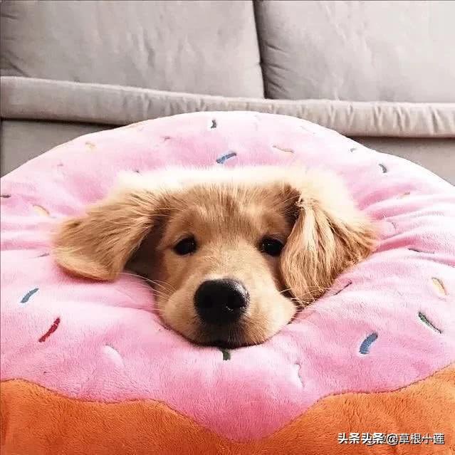 掩耳盗铃的故事:说说你身边有什么掩耳盗铃的故事？