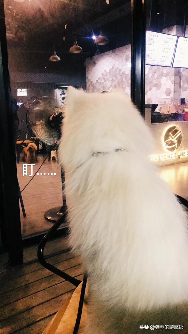 美版的狗狗向前冲:拉布拉多犬总是冲路上的小孩狂叫、往上扑怎么办？