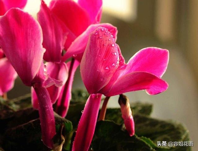 仙客来图片大全大图:平日如何养护仙客来？应该施哪几种肥？