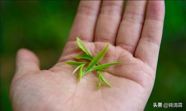 知名绿茶有哪些,绿茶有哪些品种哪一种绿茶的口味最好？