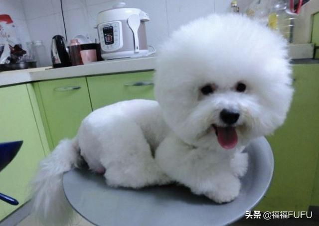 乐乐八哥狗好养吗:比起法斗犬，感觉更多人喜欢饲养巴哥犬，为什么呢？