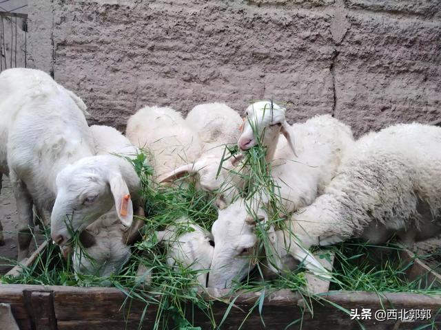 家庭养殖业羊技术:养殖羊的方法,能完全圈养吗？
