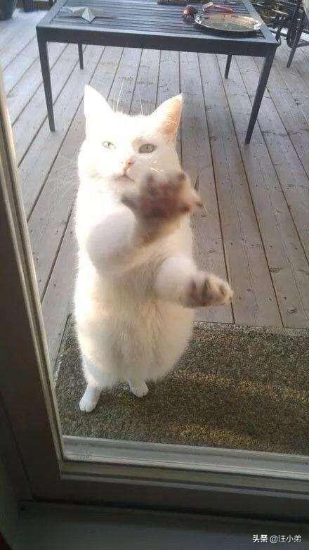 猫咪不乖的作品请:猫咪不乖的全部小说有哪些 我养了一只猫，它很不乖，很凶，我能放弃它吗？