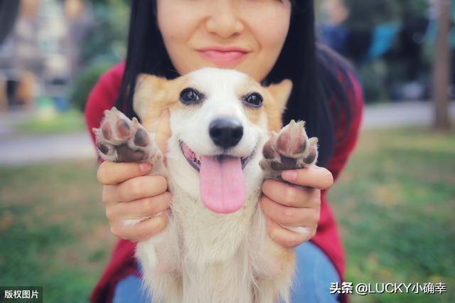 狗屎图片:小区内遛狗不栓牵引绳，不清理狗屎该怎么办？ 狗屎图片 表情包