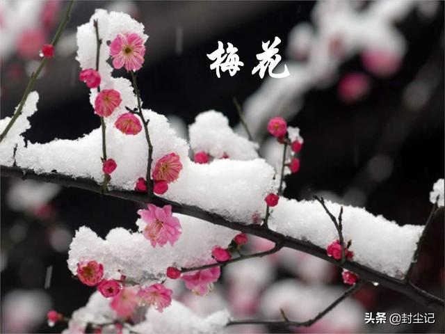 王安石资料:北宋王安石的保甲法制度是什么？保甲法发挥了什么作用？