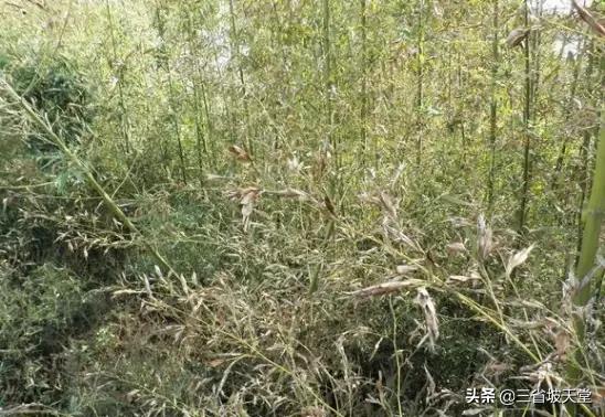 龟甲竹:龟甲竹价格 竹子开花后为什么会足渐死亡？