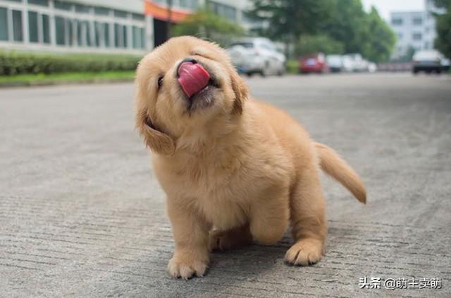 巅峰狗粮怎么喂:两个月大的金毛怎么喂食?狗粮一次喂多少粒？