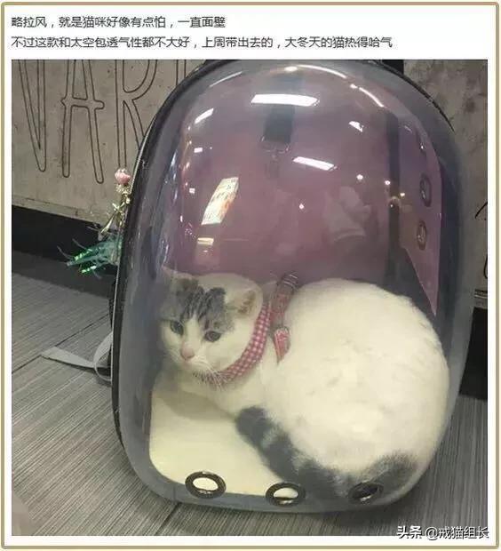 猫咪不乖by:猫咪好像不开心，怎么办？