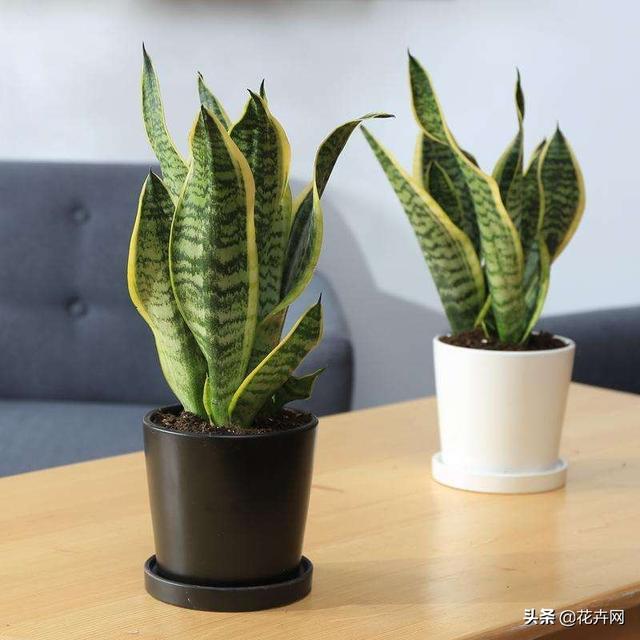 室内种什么绿植好,你们都是怎么种的？