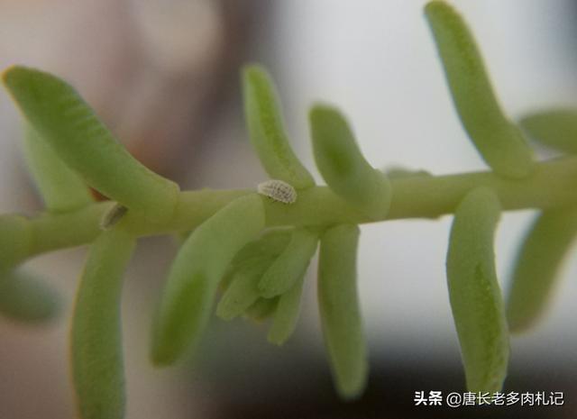 燕子掌怕晒吗:玉树和燕子掌是一样的吗？