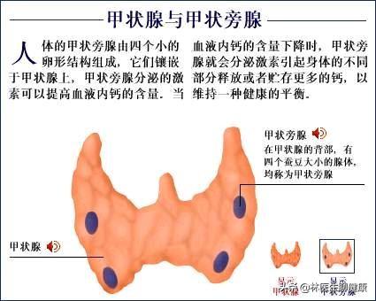 甲状腺机能减退是怎么回事:甲减与甲状旁腺功能低下是怎么一回事？