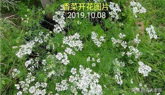 驱蚊草种子什么时候播种:什么时间种香菜能收获种子？