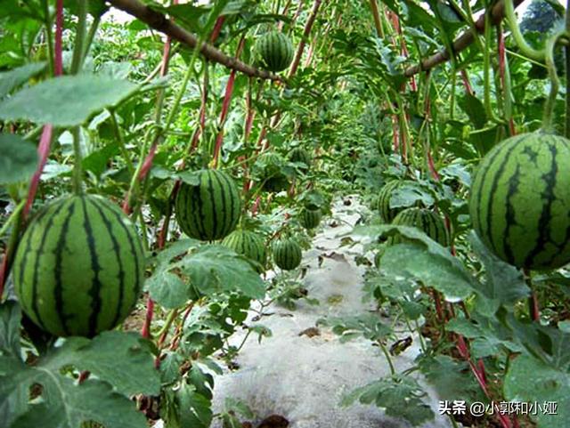 西瓜蚜虫怎么防治:西瓜套种辣椒栽培病虫害如何防治？