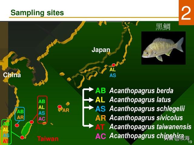 日本为何把鲷鱼誉为海鱼之王，日本鱼王——“鲷鱼”是怎样的存在