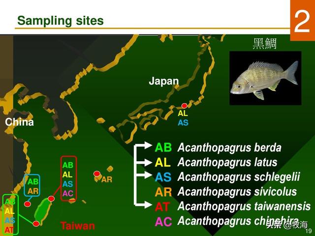 金牛湖青鱼王:金牛湖 青鱼 野生青鱼最大能长多少斤？100斤的青鱼要生长多少年？