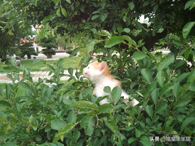 会弹琴的小猫咪图片:小猫咪自己一个人在家久了会孤独吗？